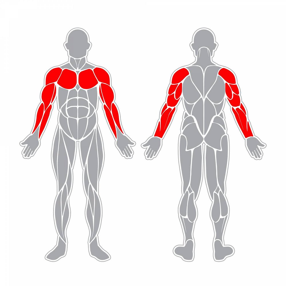 SF03 Oberer Extremitätenkreis